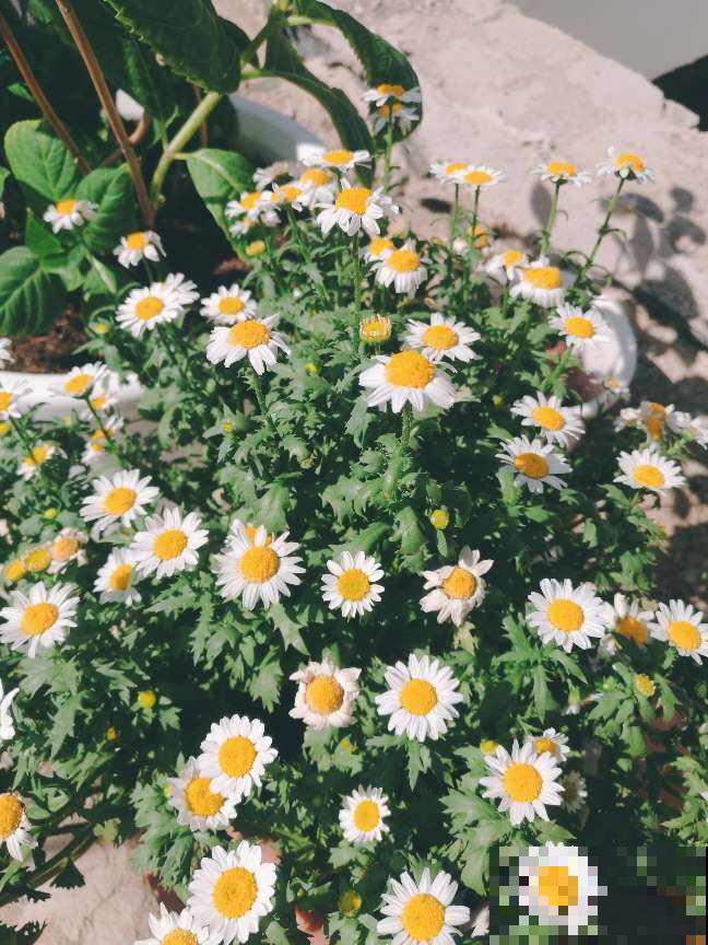 夏天养花杀虫大法，简单易上手，从此花虫去无踪！