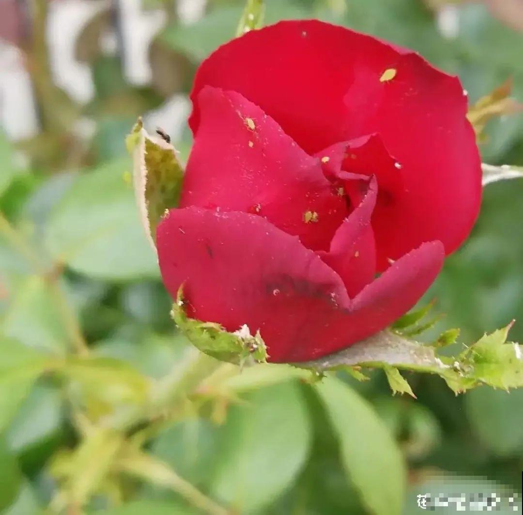 8种花开始慢慢睡醒了， 现在长得正旺，多浇水施肥， 开花更多！