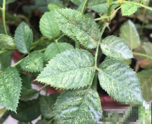 4月养花病虫害，白霜、黑斑、黄点儿···再不治就死光了