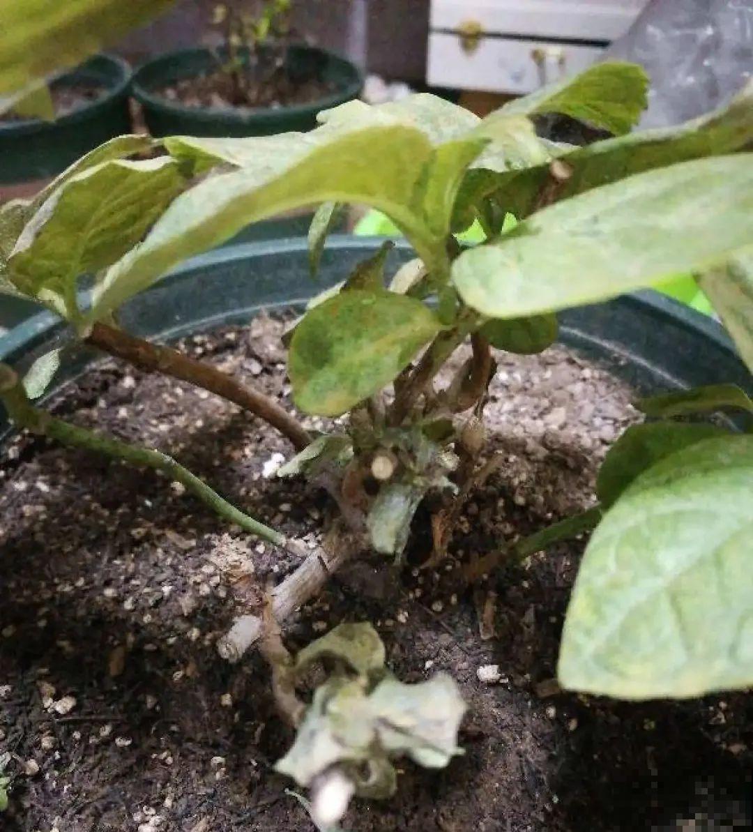 新买的绣球别猛晒，养在阴凉通风处最好，不然叶子全晒焦了