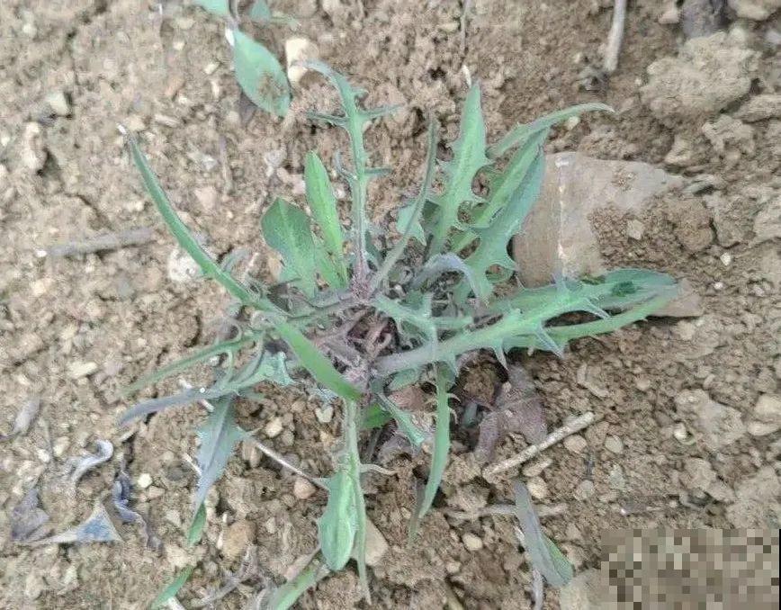 春天的野菜大全,小心辨认,千万别挖错了 春天的野菜大全,小心辨认,千万别挖错了