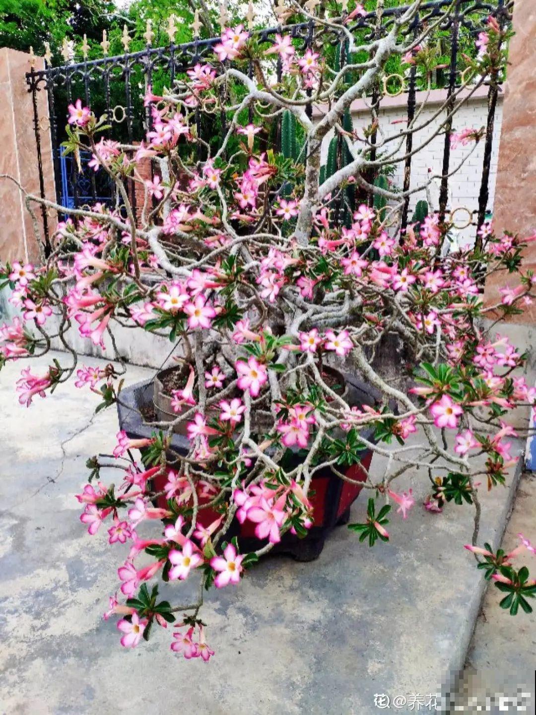 家里养棵“丑八怪”，霸气镇宅，越养越爱