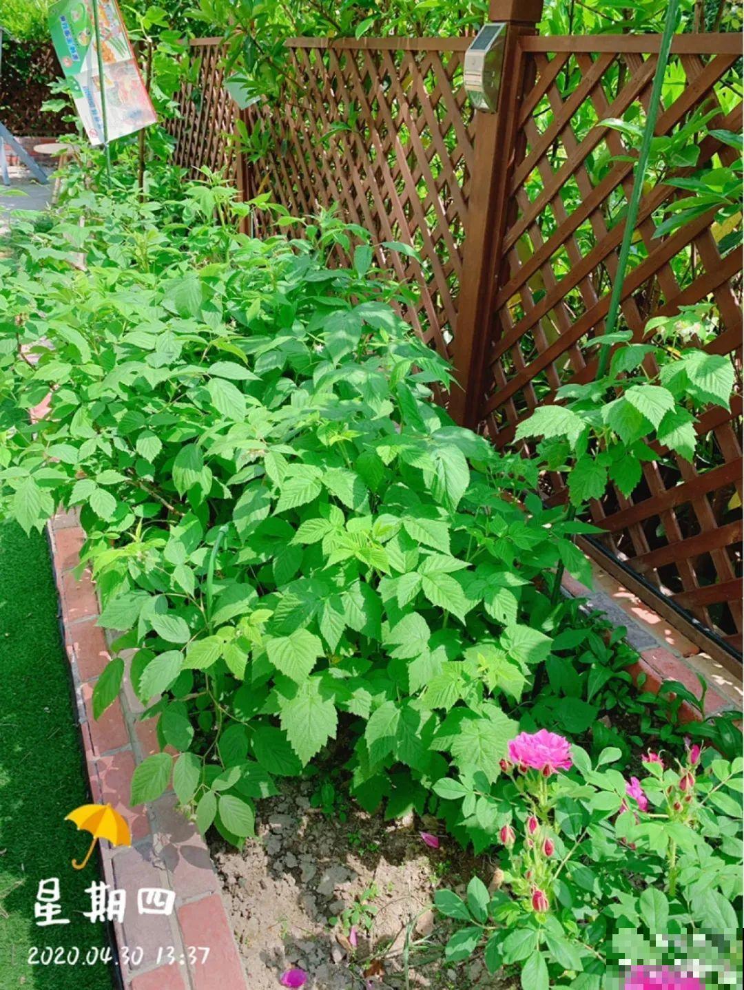 家里种棵树莓,越晒结果子越多,满树红彤彤! 家里种棵树莓,越晒结果子越多,满树红彤彤!