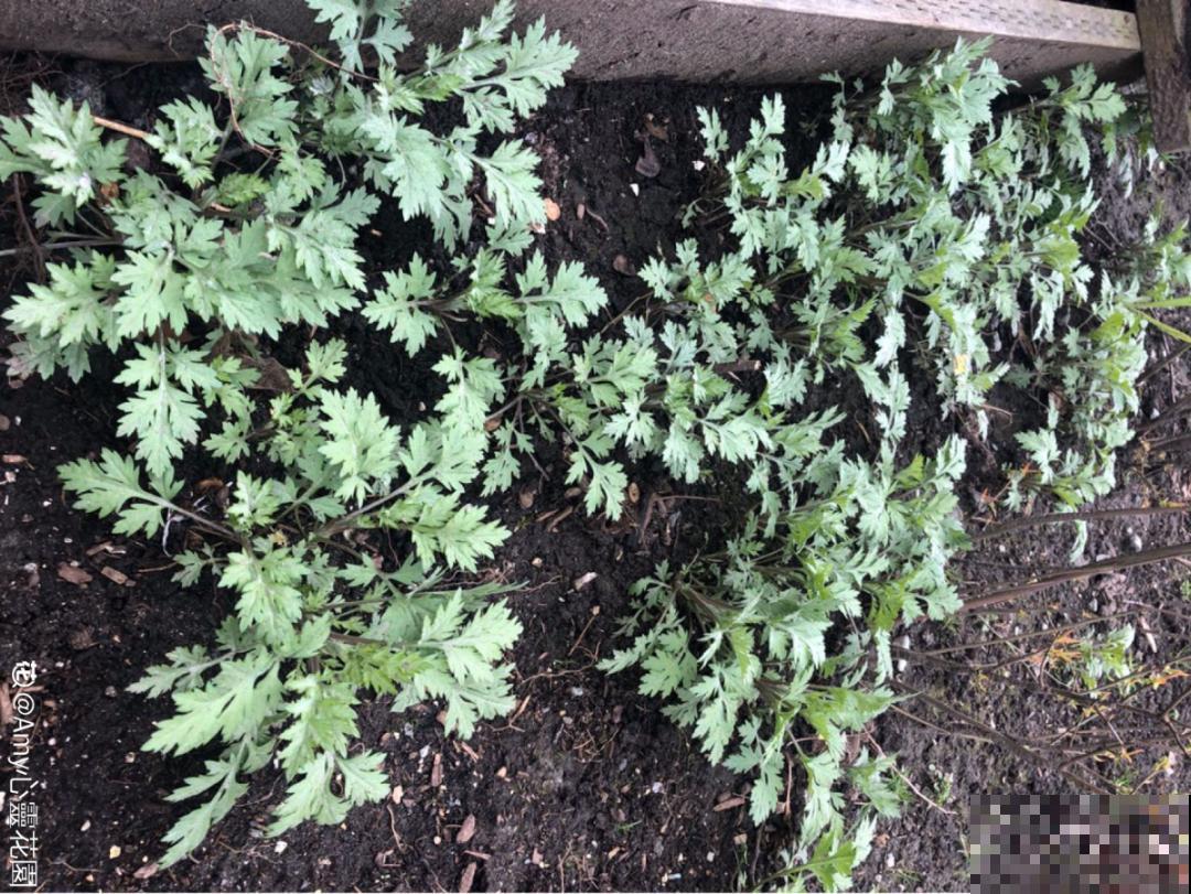 自制杀虫剂，7天喷一次，养花特干净