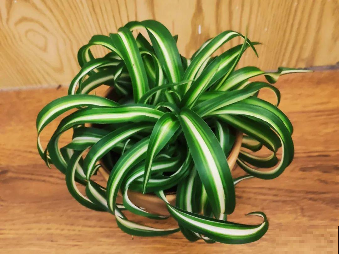 适合大门口养的花，开花时间要长，开花也要大气