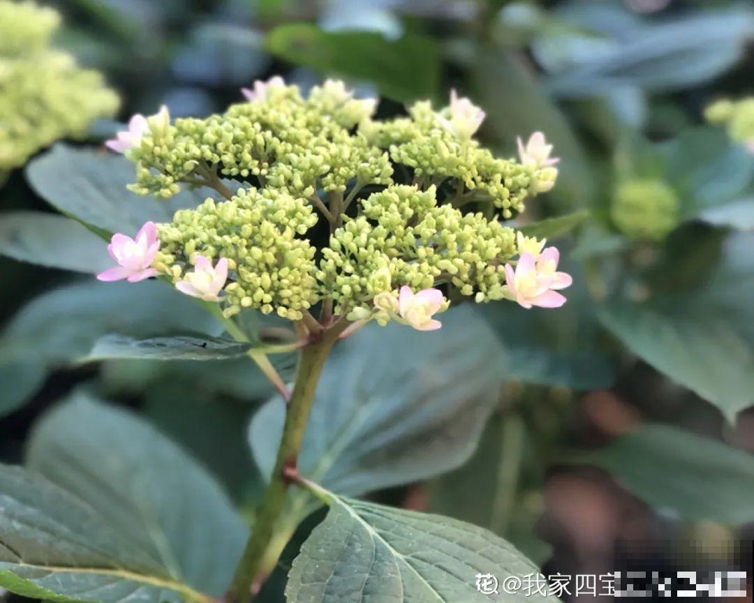 春天肥料要用对，根据植株种类施，效果更好