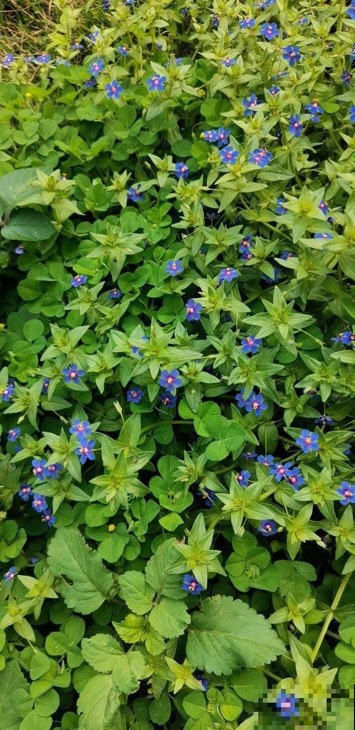 明明那么眼熟的路边花,就是叫不上名字,现在就带你认识一下! 明明那么眼熟的路边花,就是叫不上名字,现在就带你认识一下!