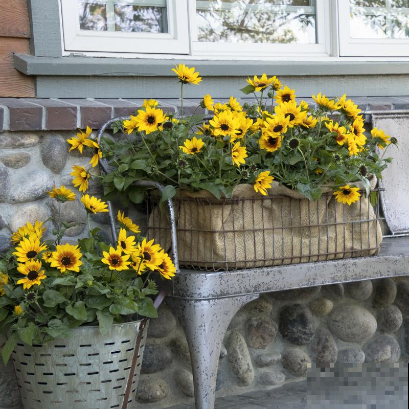 超喜欢太阳的向日葵，春天播种最合适，3天就长叶