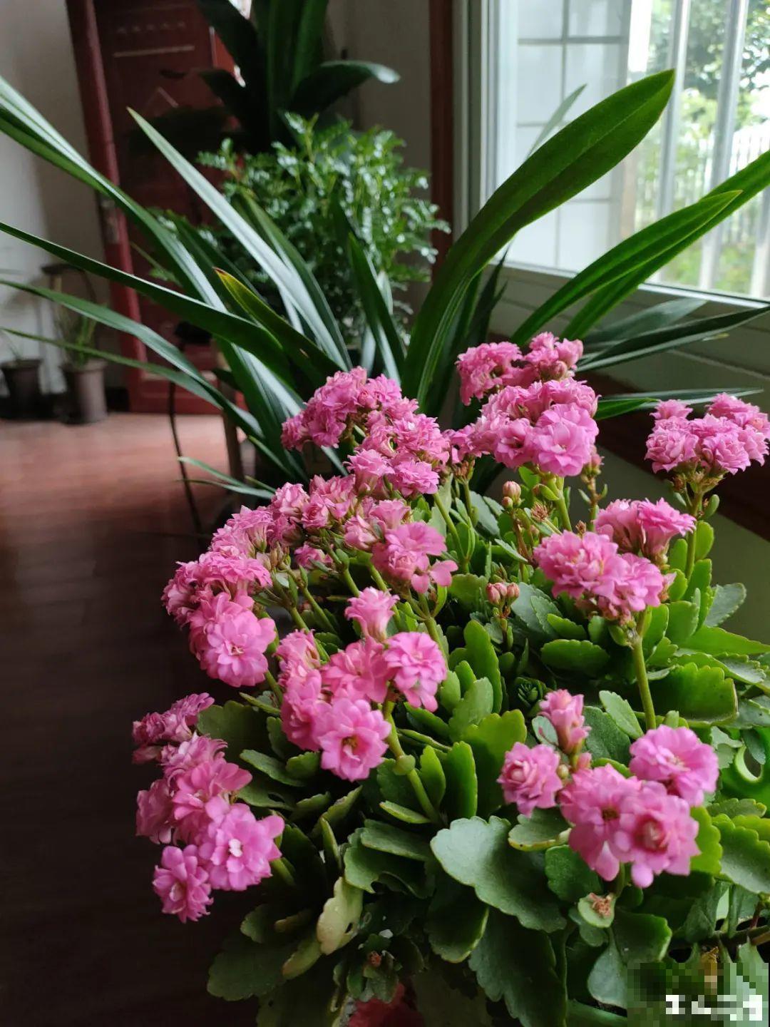 天热了，20种花最怕浇水，浇得越多，死得越快！