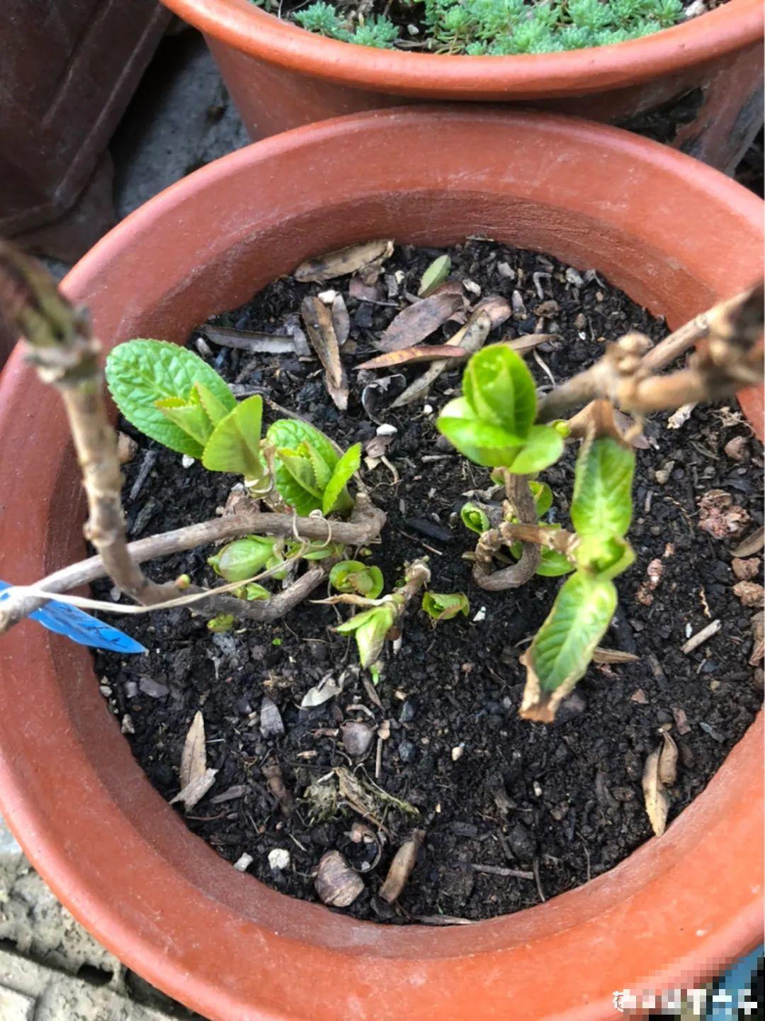 初春浇水要谨慎，浇水浇不对，小心全军覆没