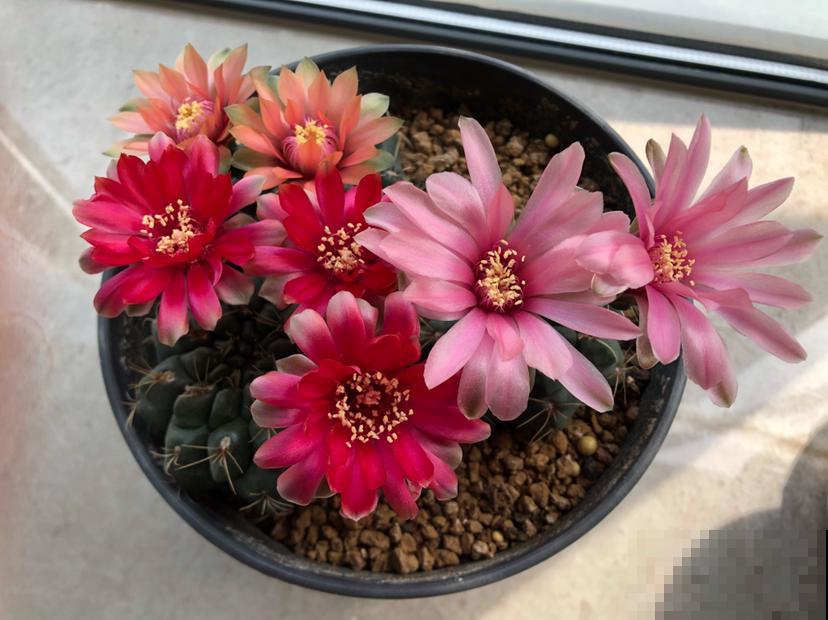 车里养盆小绿植，异味被吸走，观赏效果超好