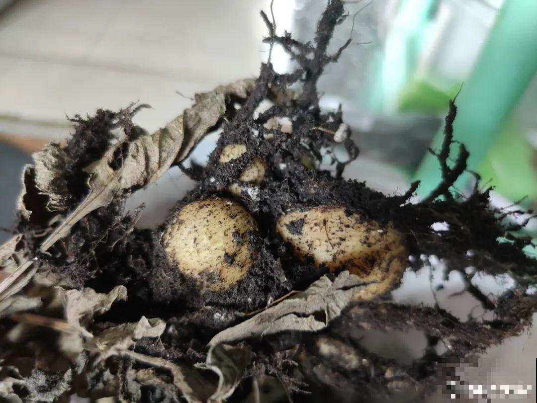 公认的难养花，买一盆死一盆，原来是被动了手脚…