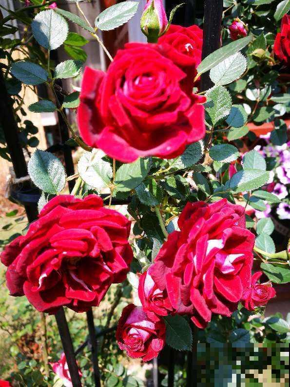 这5种花放阳台，一不小心爬到邻居家去，拦都拦不住！