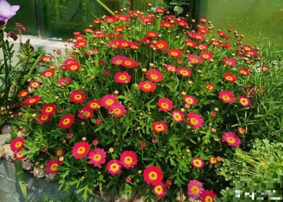 8种花赶紧剃头，剃得越狠，开花越多