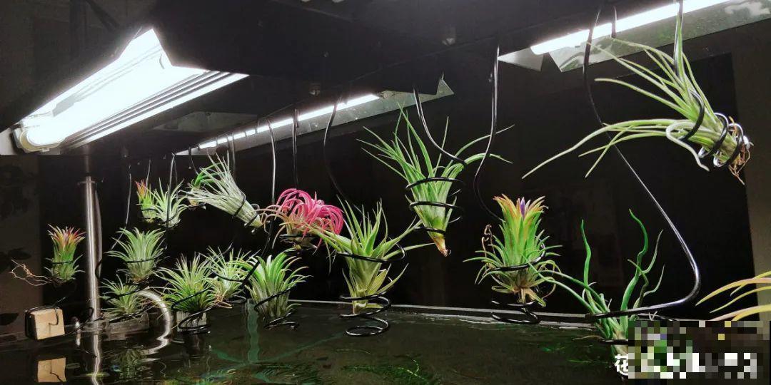 绿萝可以扔了,养盆“格调”花,颜值高还有气质 绿萝可以扔了,养盆“格调”花,颜值高还有气质