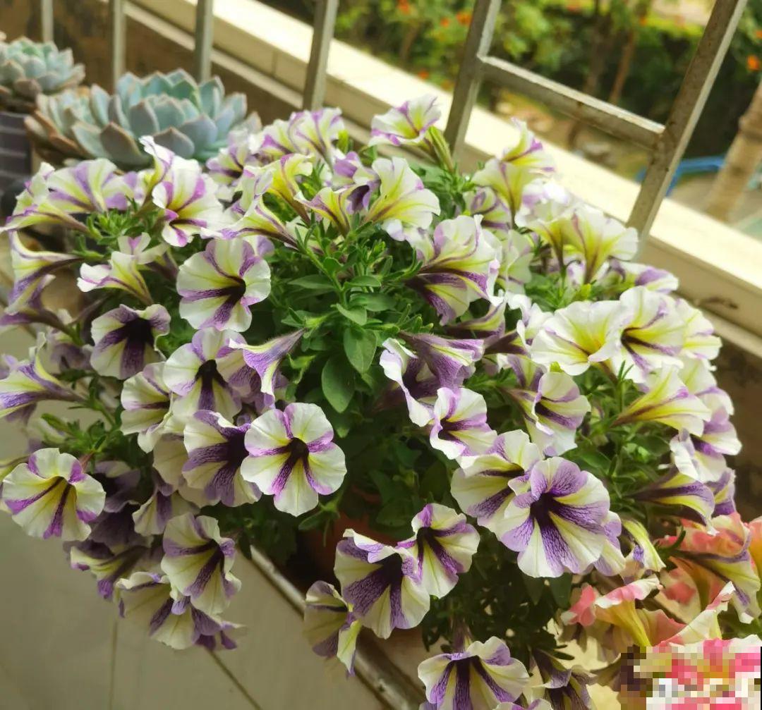 养多肉不用买花盆,只需一些水泥,自己就能DIY做花盆 养多肉不用买花盆,只需一些水泥,自己就能DIY做花盆