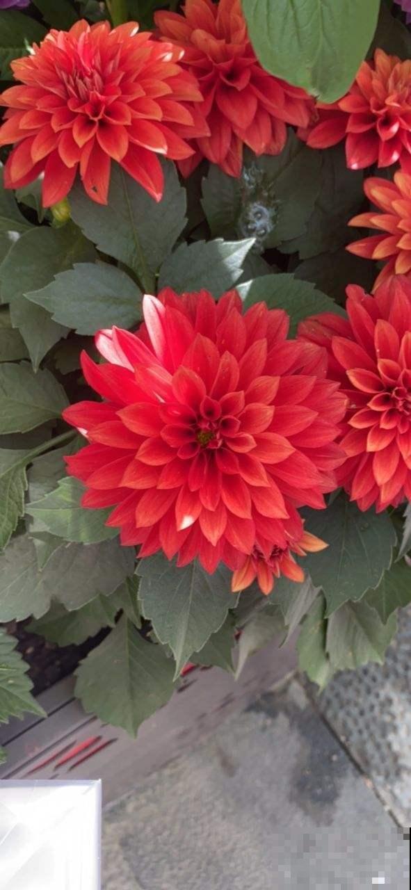 这5种花不怕晒，越热越长得旺，夏天开爆盆！