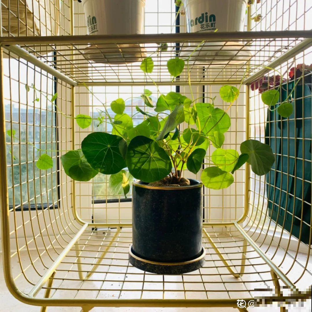 小花盆里养花,选对品种很重要,也能开花爆盆 小花盆里养花,选对品种很重要,也能开花爆盆