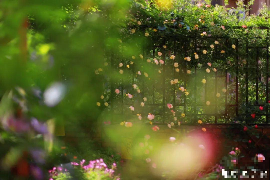 自己建个花园，希望能有一块地，安静思考，静静赏花