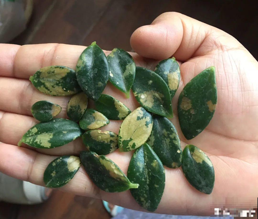 4月养花病虫害，白霜、黑斑、黄点儿···再不治就死光了