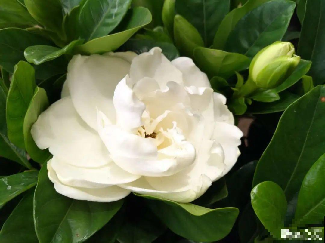 栀子花是个老酒鬼，给它喝点酒，叶子油亮开花更香