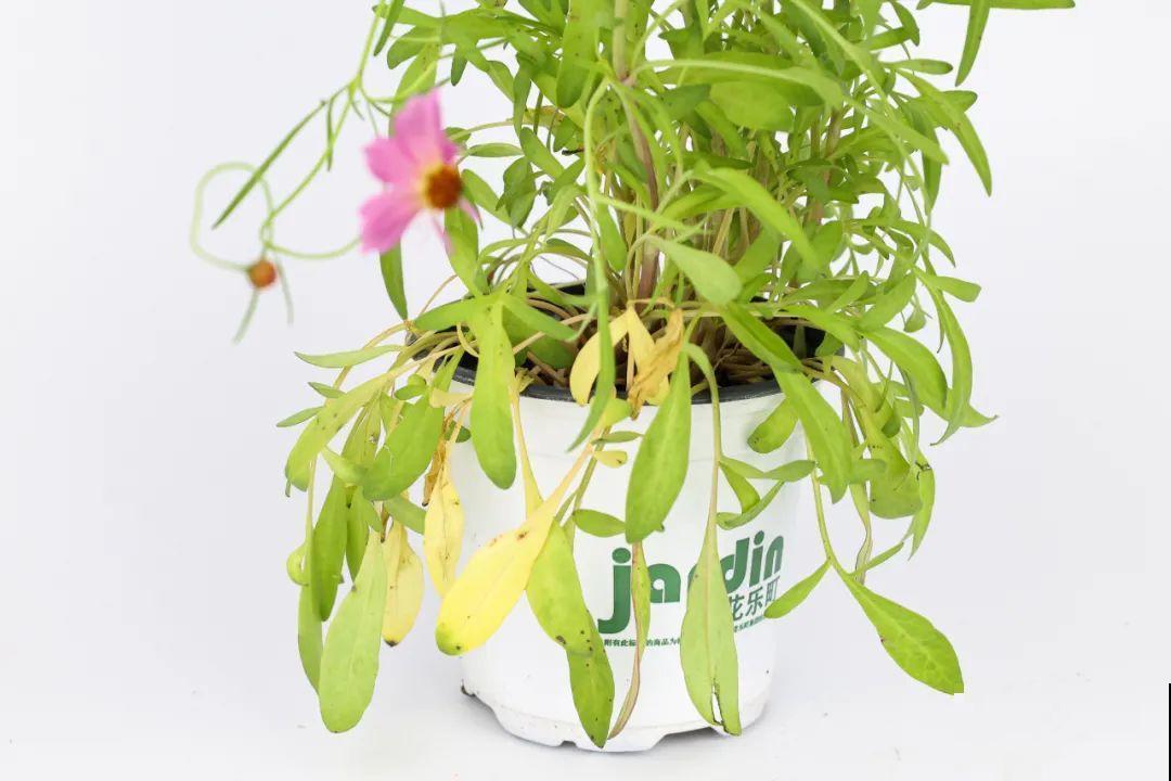 夏天里超能开的花，爆花上百朵，开完剪一刀，很快又爆花