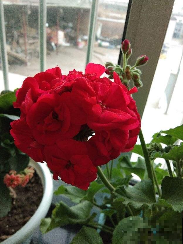 家里养的2种花,一年四季不招虫,干净好养开花多 家里养的2种花,一年四季不招虫,干净好养开花多