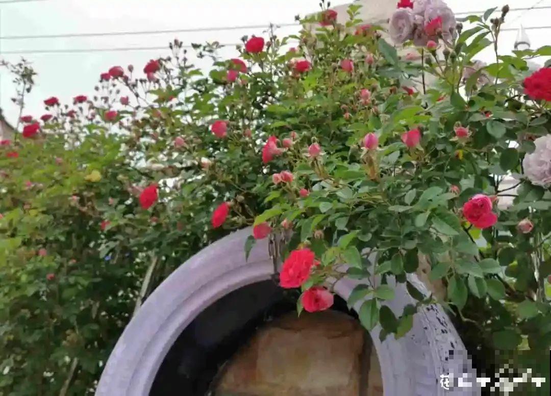 地里种棵木香花，2个月爬成一面花墙，开成花瀑布！