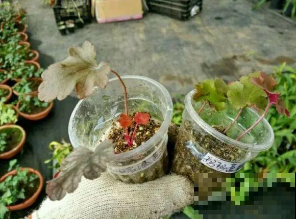 12种花真是太能生，叶子沾土就生根，实在太好活