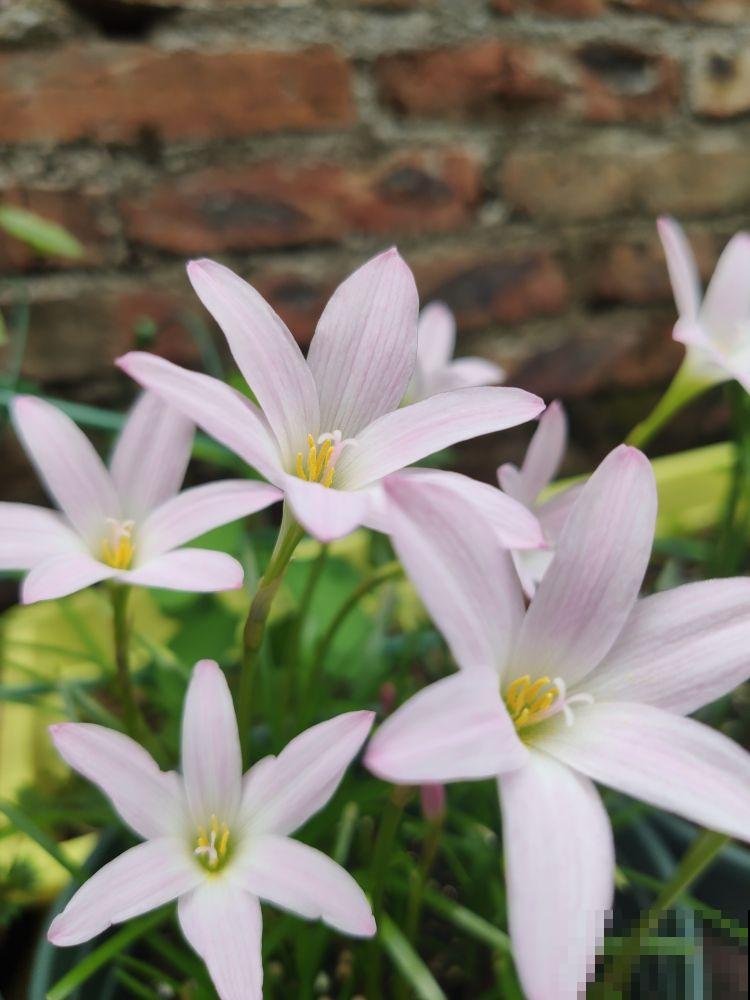 养花也能挣钱，3种花特别能“生”，完全可以拿去卖