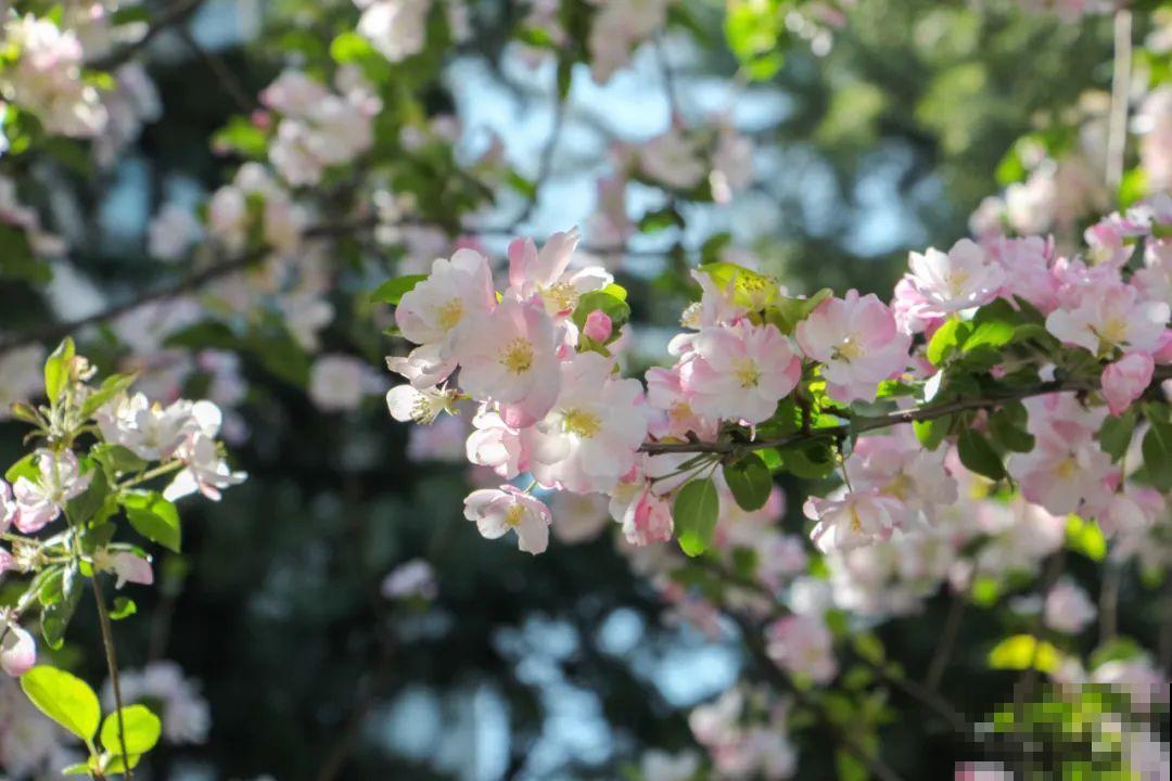 清明赏花，带上这份花卉图谱，变身行走的识花机器