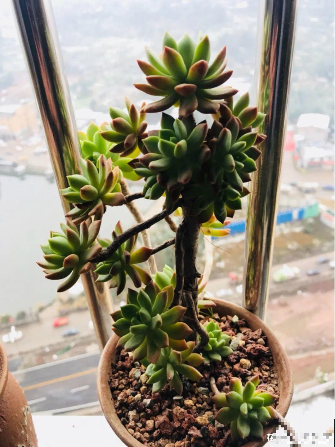 多肉老桩属实震撼，颜值都很高，越养越上瘾