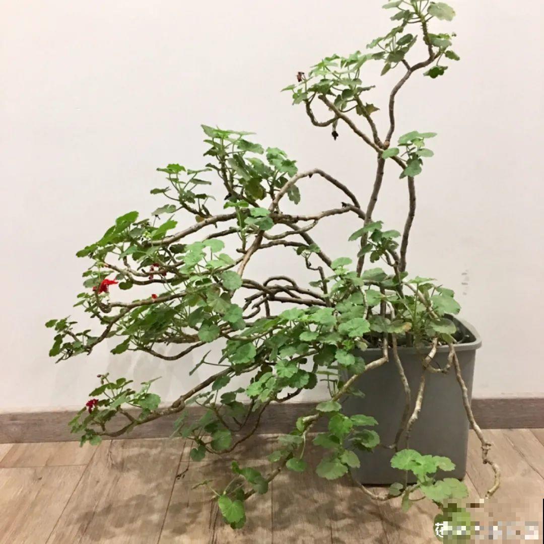 10种花夏天要休眠,必须控制浇水,不然全都浇死了 10种花夏天要休眠,必须控制浇水,不然全都浇死了