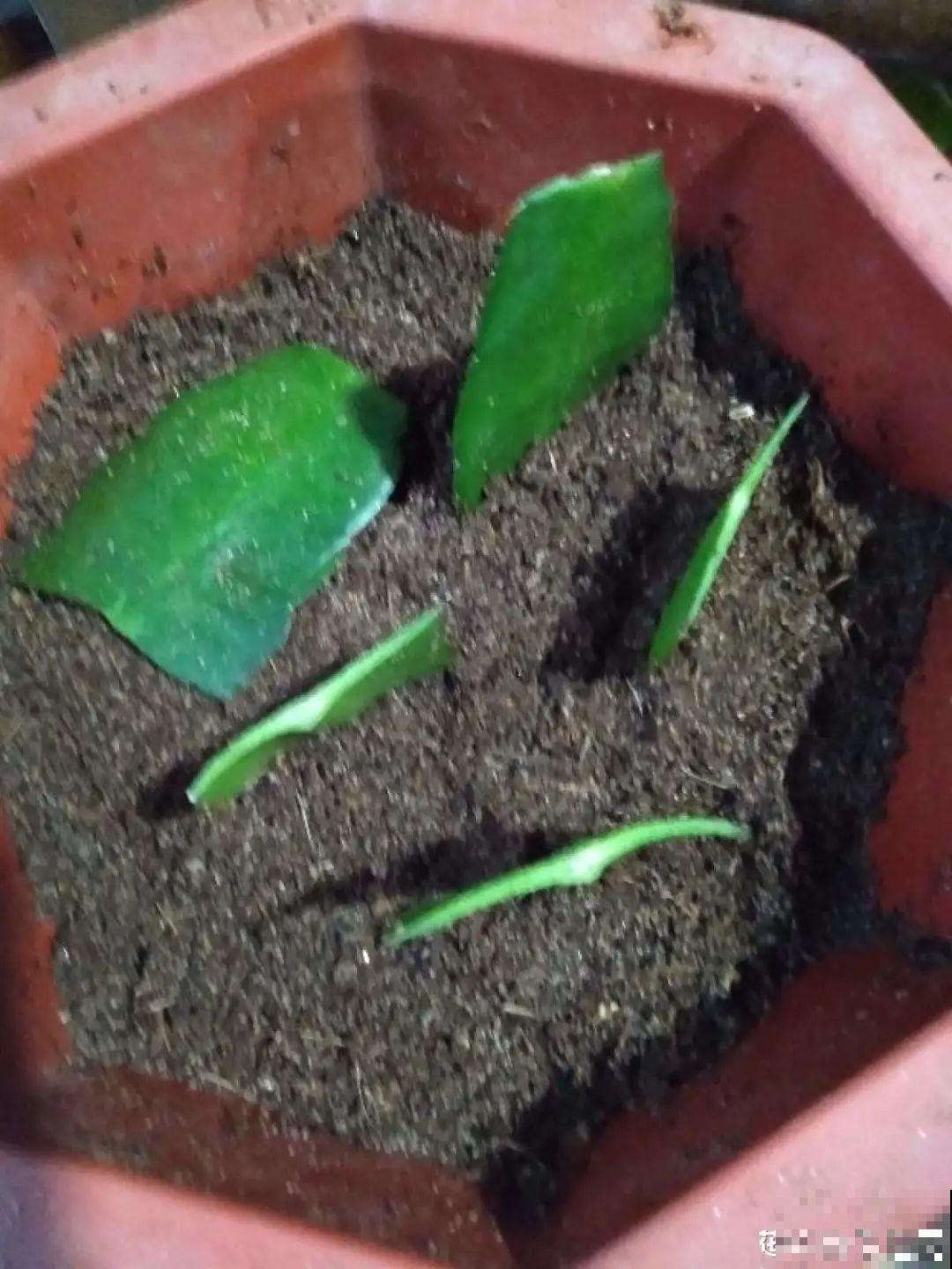 12种花真是太能生，叶子沾土就生根，实在太好活