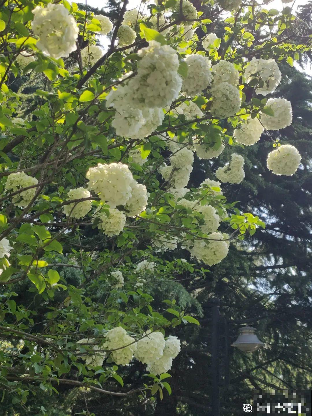 春天来了，有个院子养点花，简直太幸福