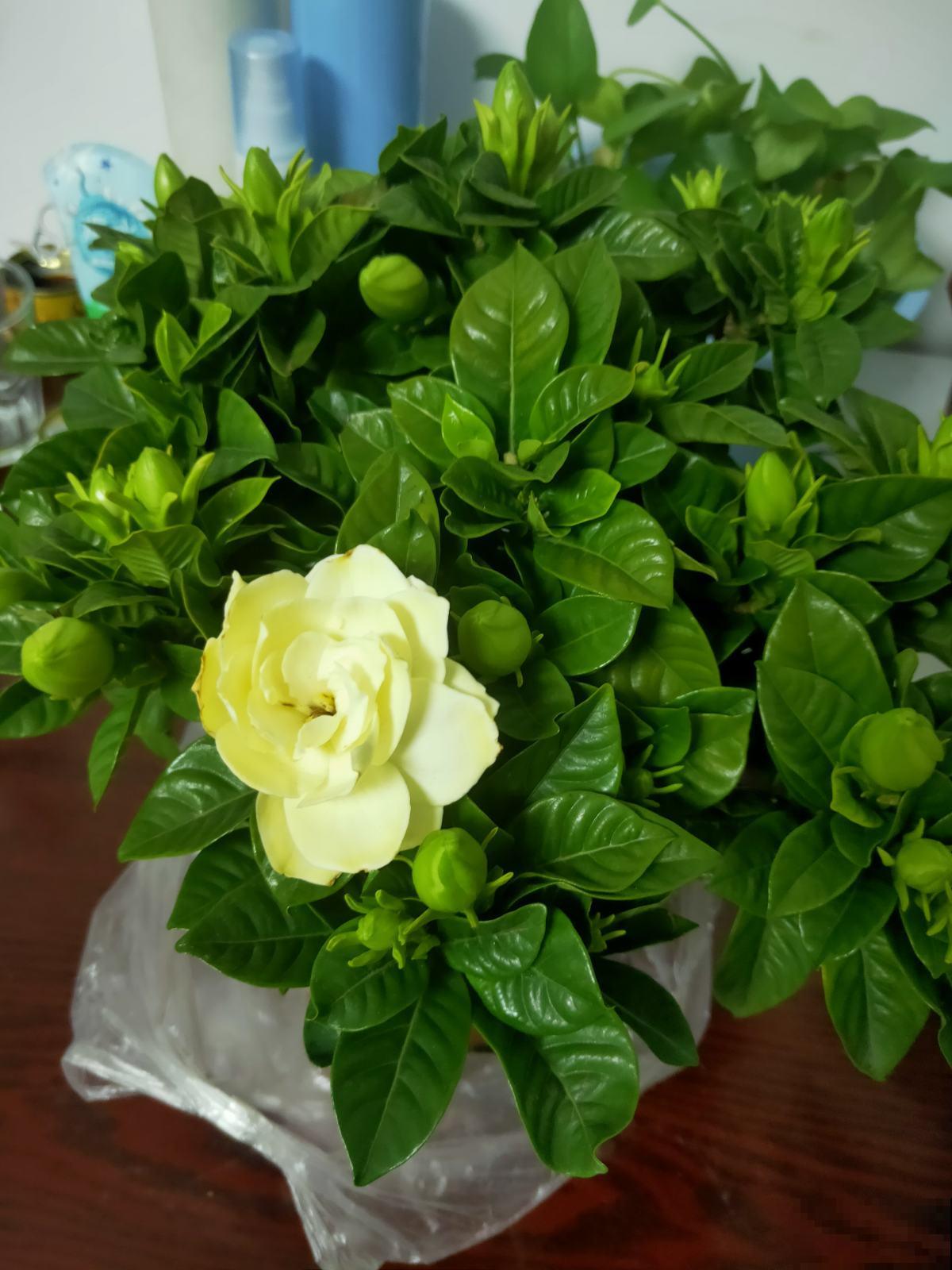 春天养护栀子花，要分清南北方，用对方法才是关键