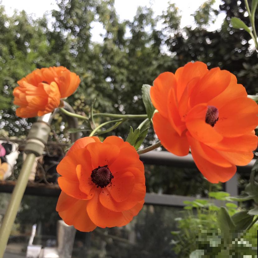 一种花被称作“小牡丹”,叶子像芹菜,4、5月开得正盛 一种花被称作“小牡丹”,叶子像芹菜,4、5月开得正盛