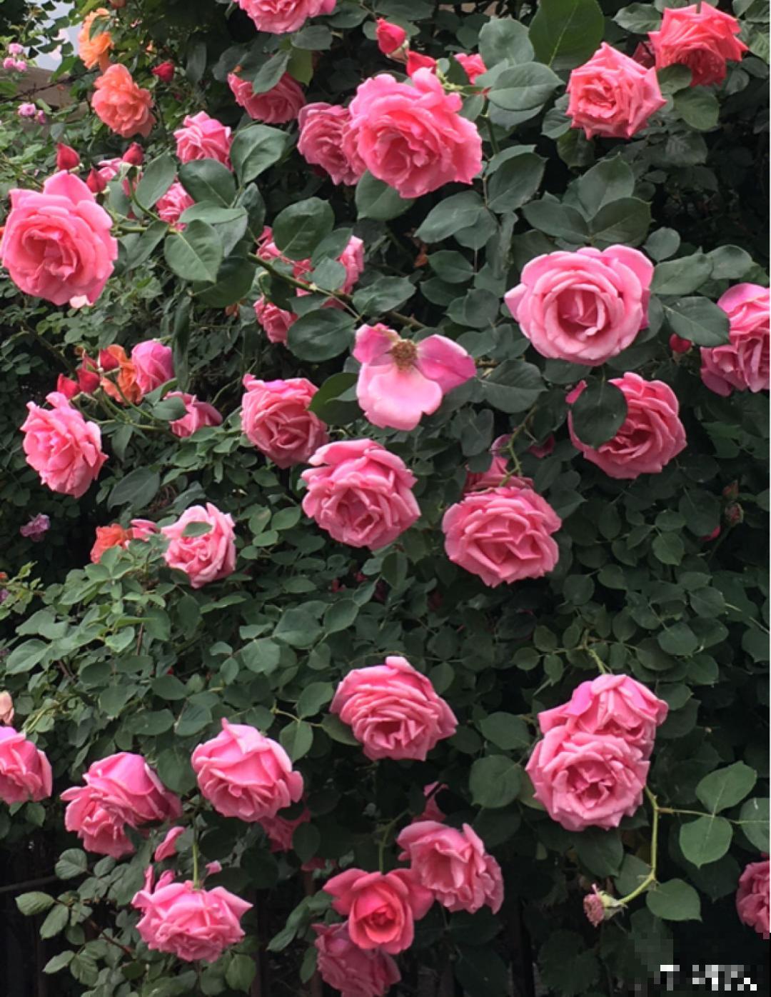 3种花气质独特,种院子里特高级,一开花气质十足 3种花气质独特,种院子里特高级,一开花气质十足