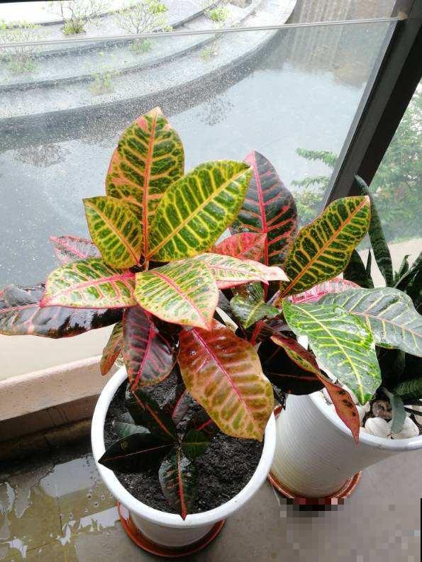 4种有花别养家里，出门也要离远点，因为有毒！