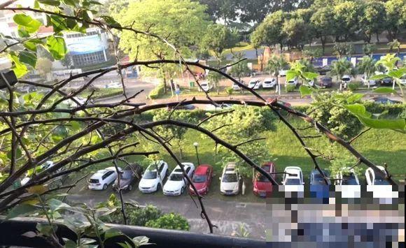 三角梅长不好?赶紧给它摘叶子,摘得越干净,长得越好 三角梅长不好?赶紧给它摘叶子,摘得越干净,长得越好