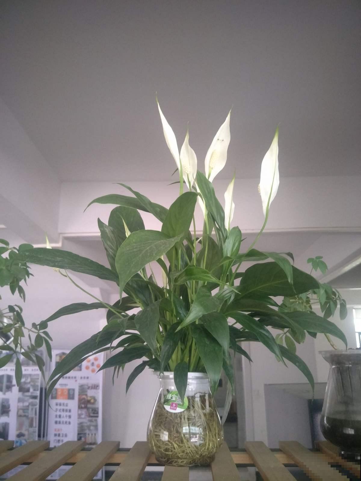 水培植物不好养，掌握这几点，轻松就能养得旺！