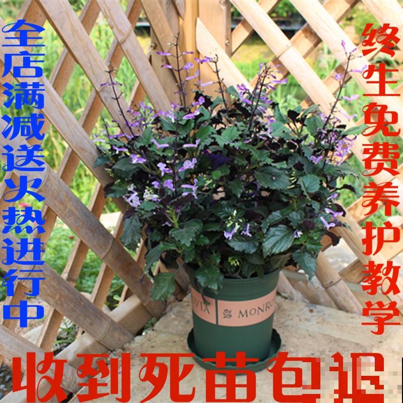 这5种花，只要养好一种，家里瞬间变成大花园