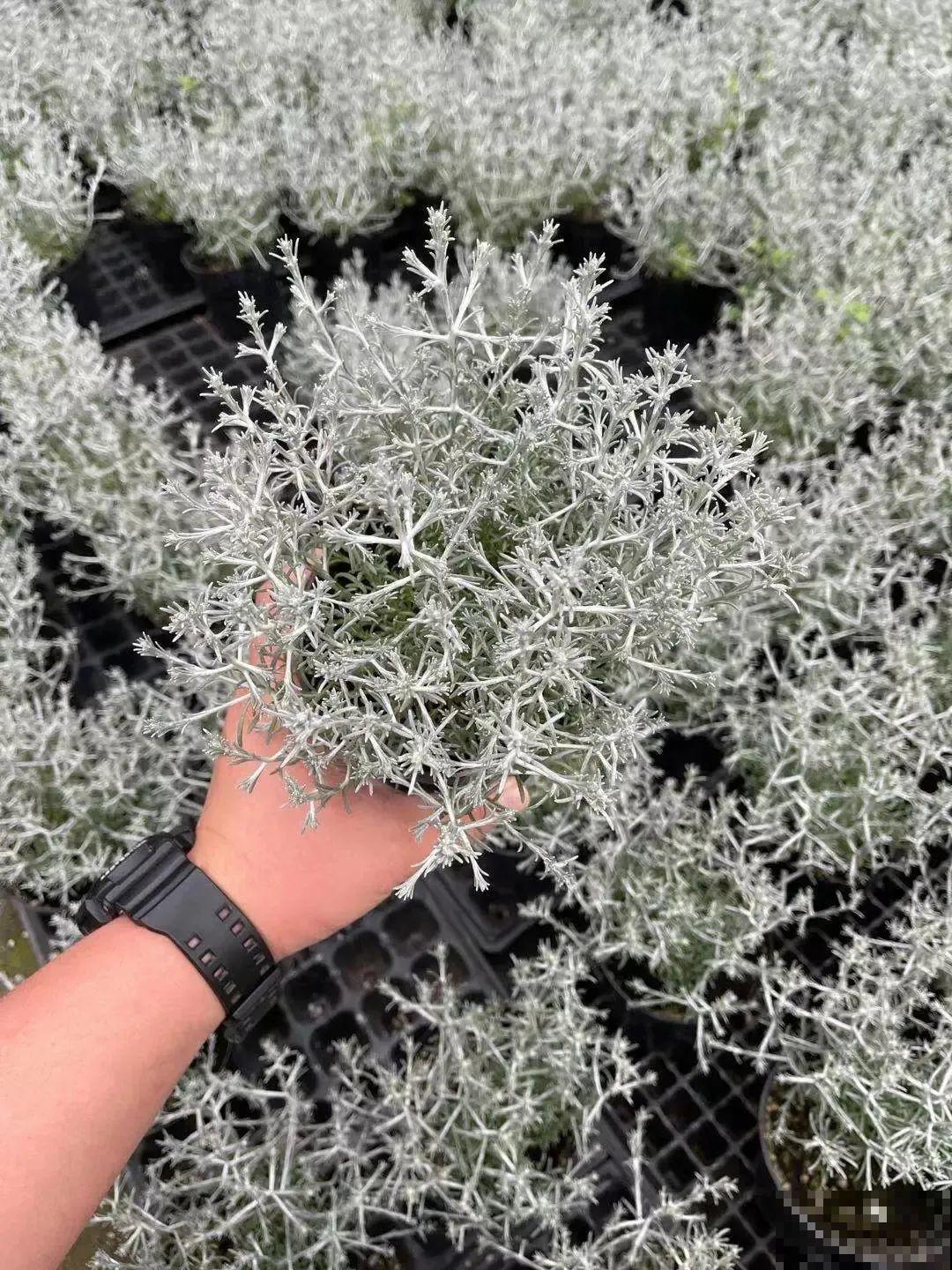 几根枝条插土里，竟然爆满盆，摆家里特别上档次