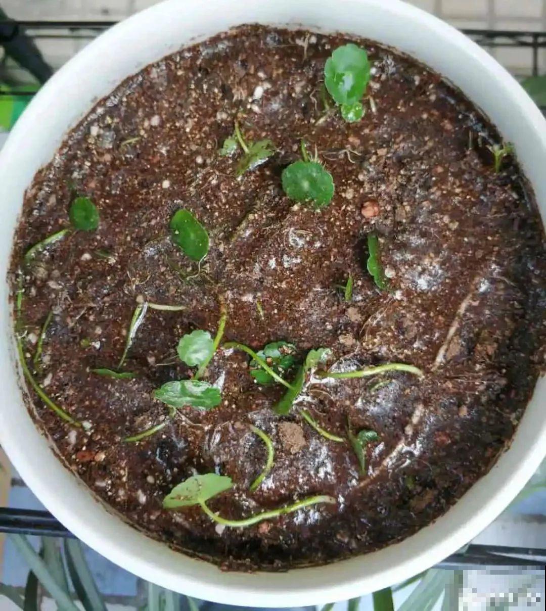 8种花开始慢慢睡醒了， 现在长得正旺，多浇水施肥， 开花更多！