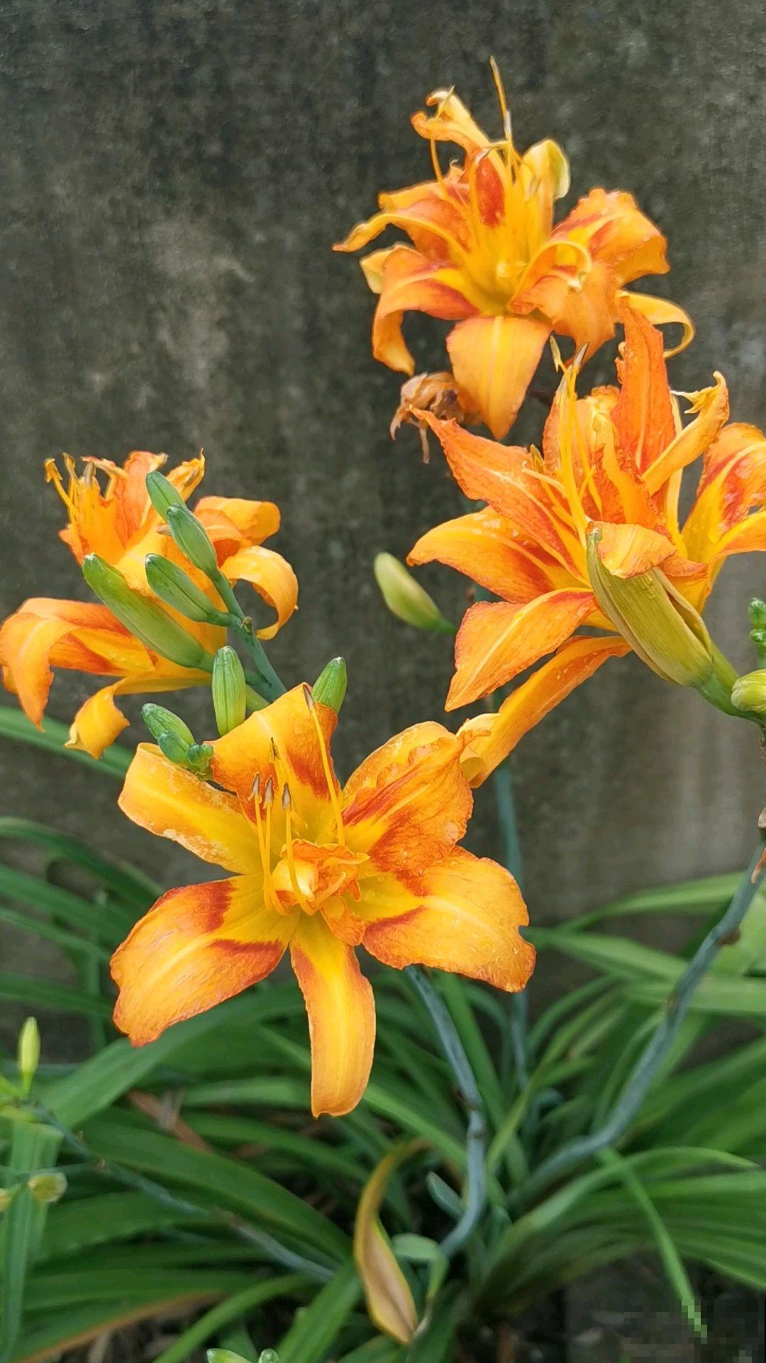 1种花名叫六出花，叶子像百合，花朵像杜鹃，真美！