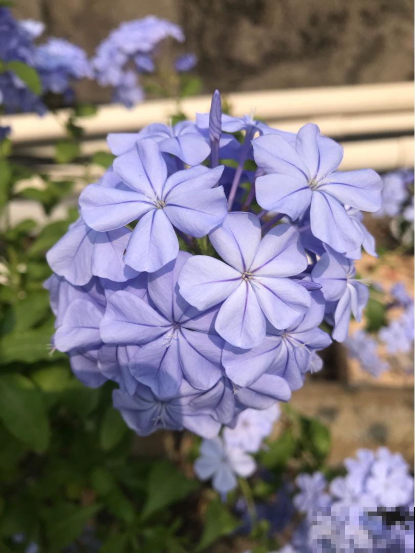 仙人球看着挺精神,实则根系都烂了,都是浇水多了惹的祸 仙人球看着挺精神,实则根系都烂了,都是浇水多了惹的祸