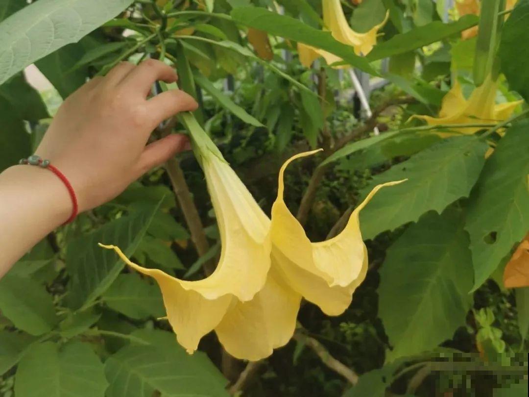 20种有毒花，看见绕道儿走，千万别乱摸