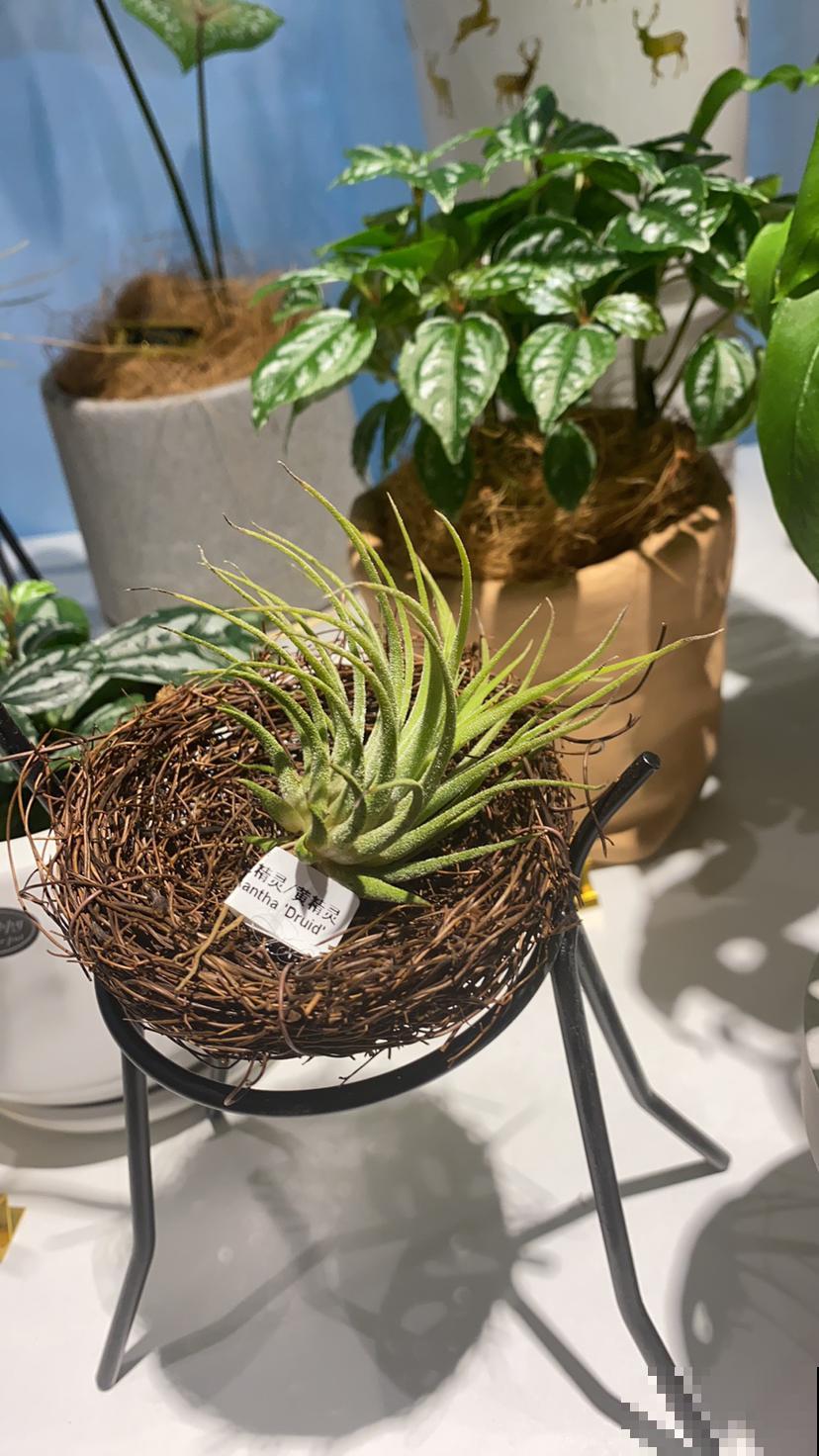 吃空气长大的植物，省事还养得旺，看完赶紧买一盆！