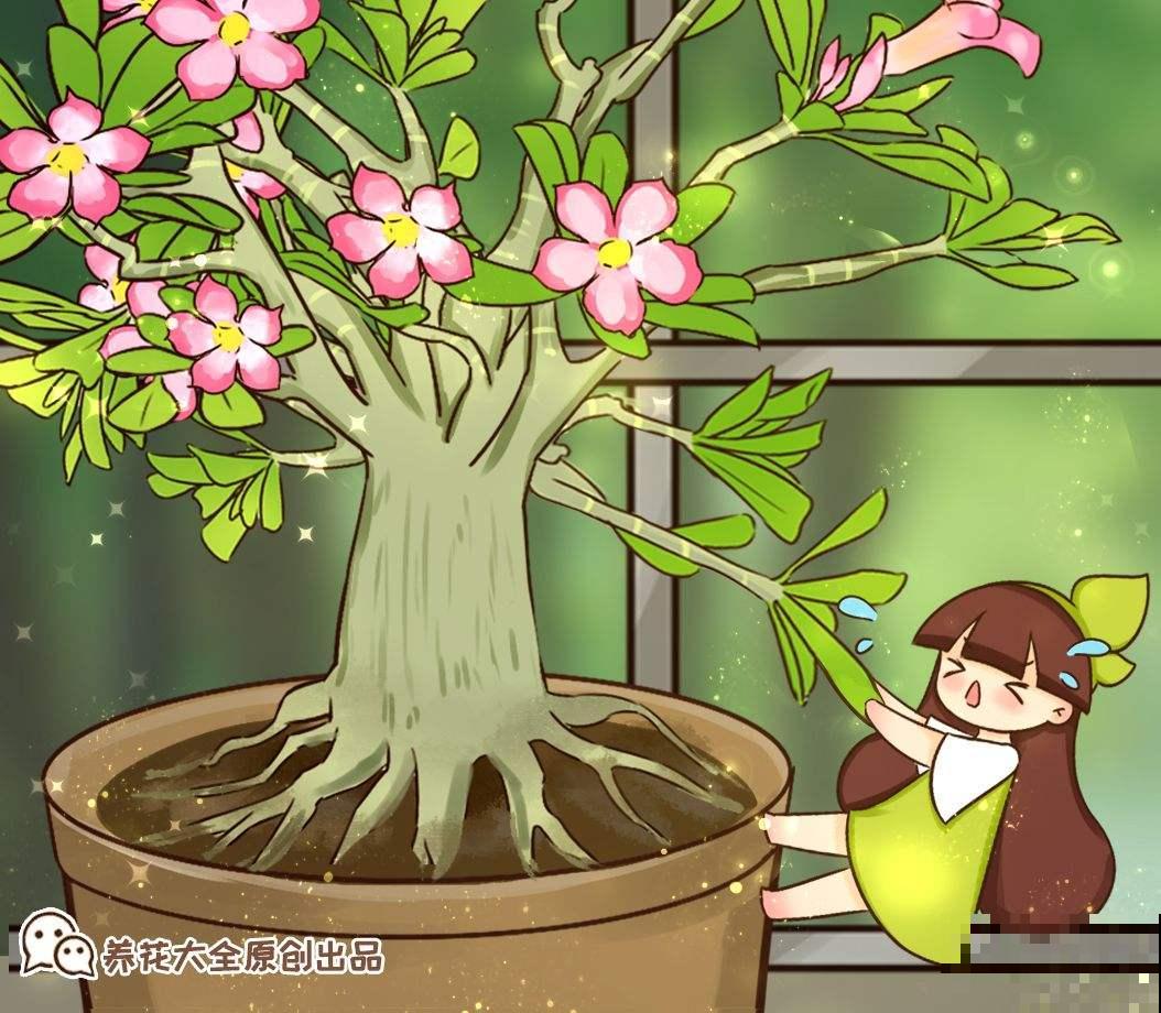 养花要选对花盆，根系才能长成“萝卜”，植株长得旺