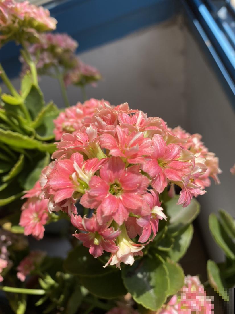 植物开花后有“后遗症”，要赶紧重视起来，不然以后难复花